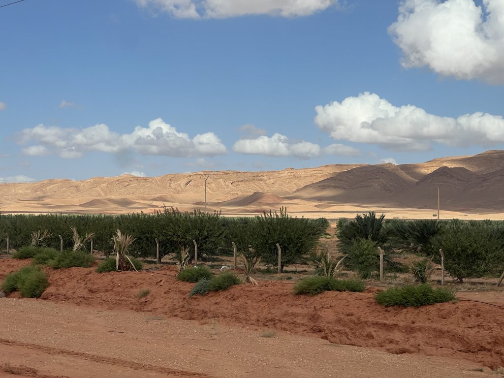 Mile upon mile of date palms and olive trees
